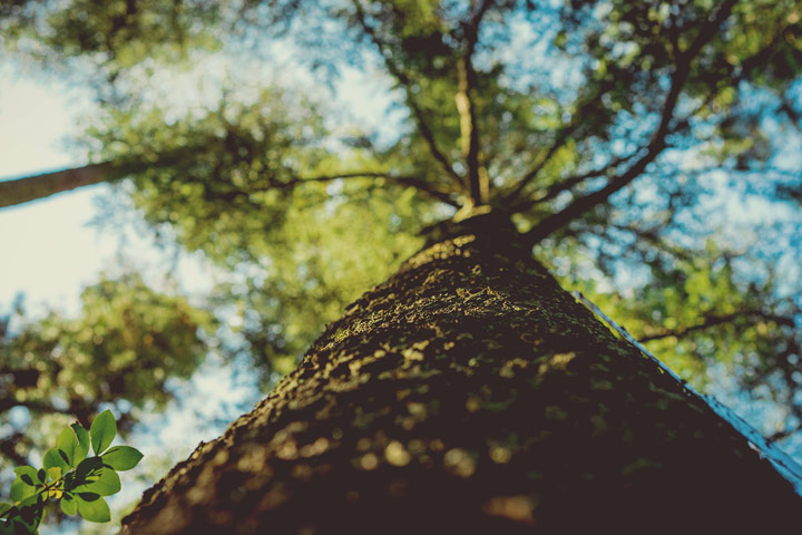 trees